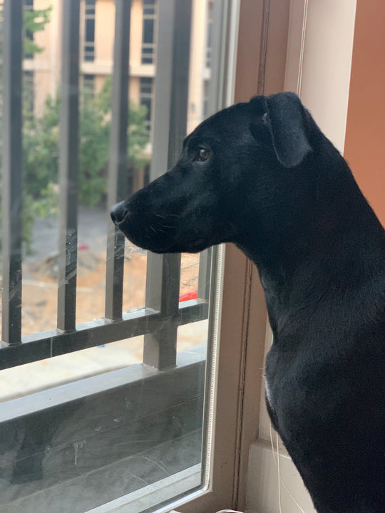 Ozzie - original photo