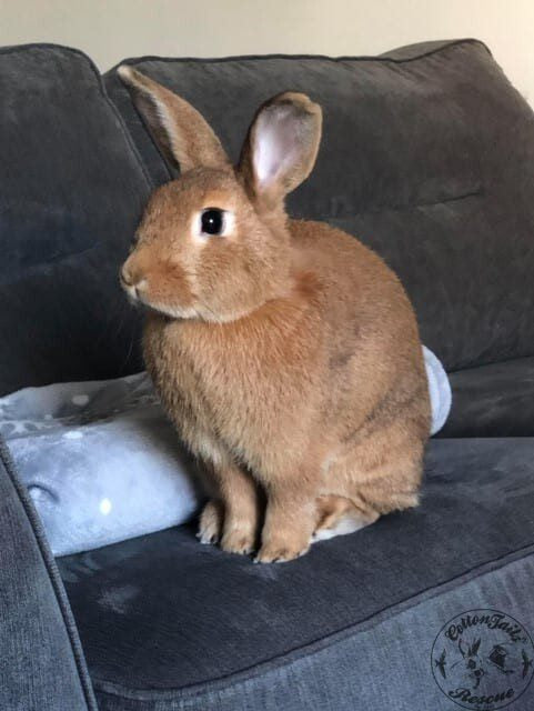 Bunny - original photo
