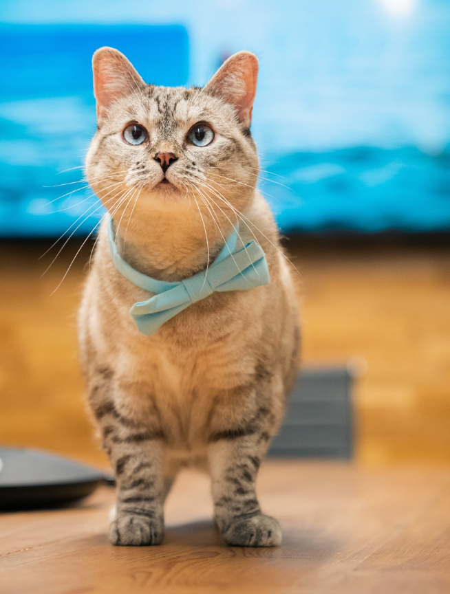 Nala - original photo