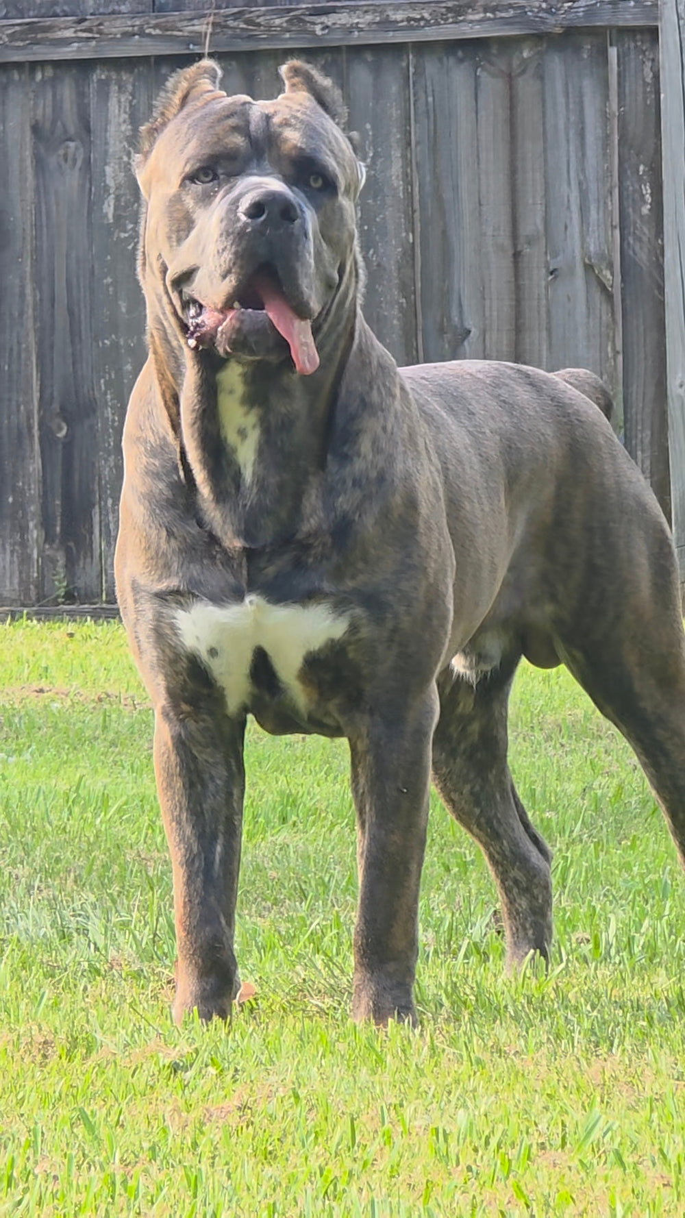 My cane corso  - original photo