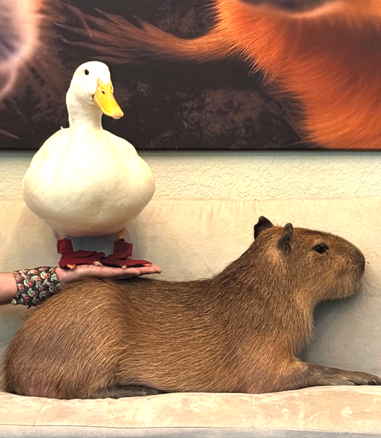 Original pet photo