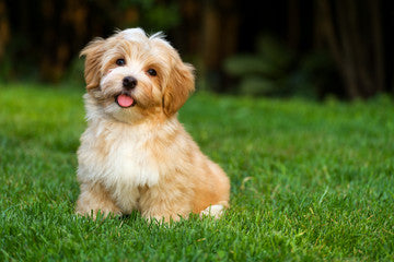 she is a very adorable puppy, brings joy to the whole family but 2 yrs ago she passed away - original photo