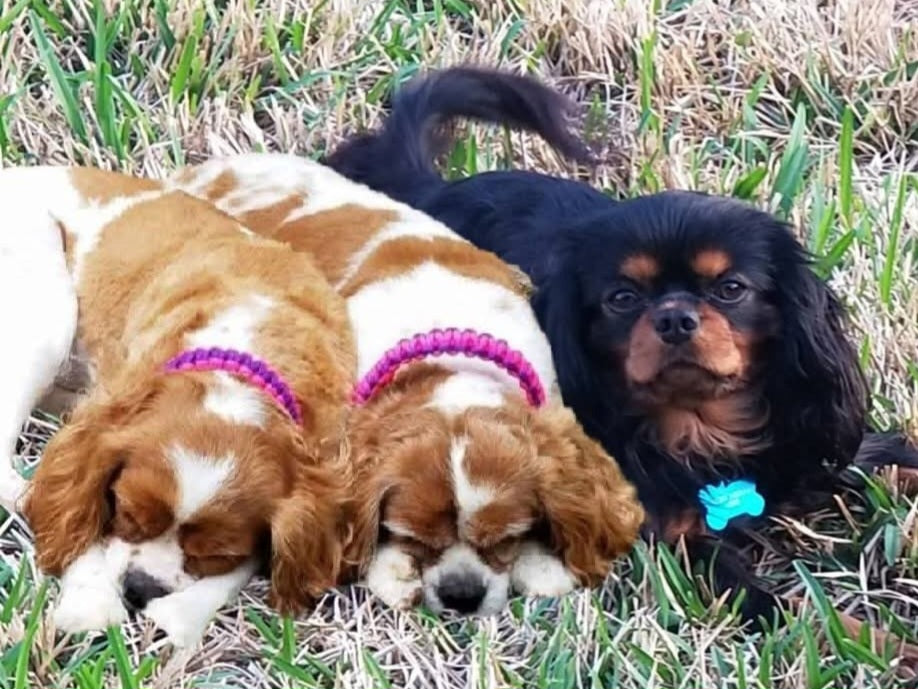 My Heavenly Cavaliers - original photo