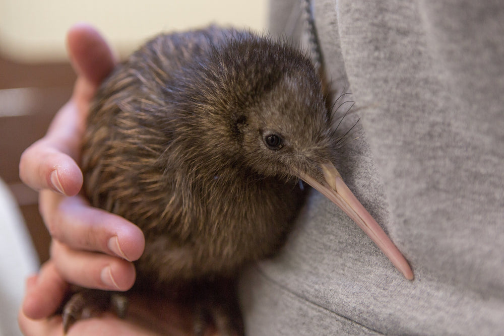 Kiwi - original photo