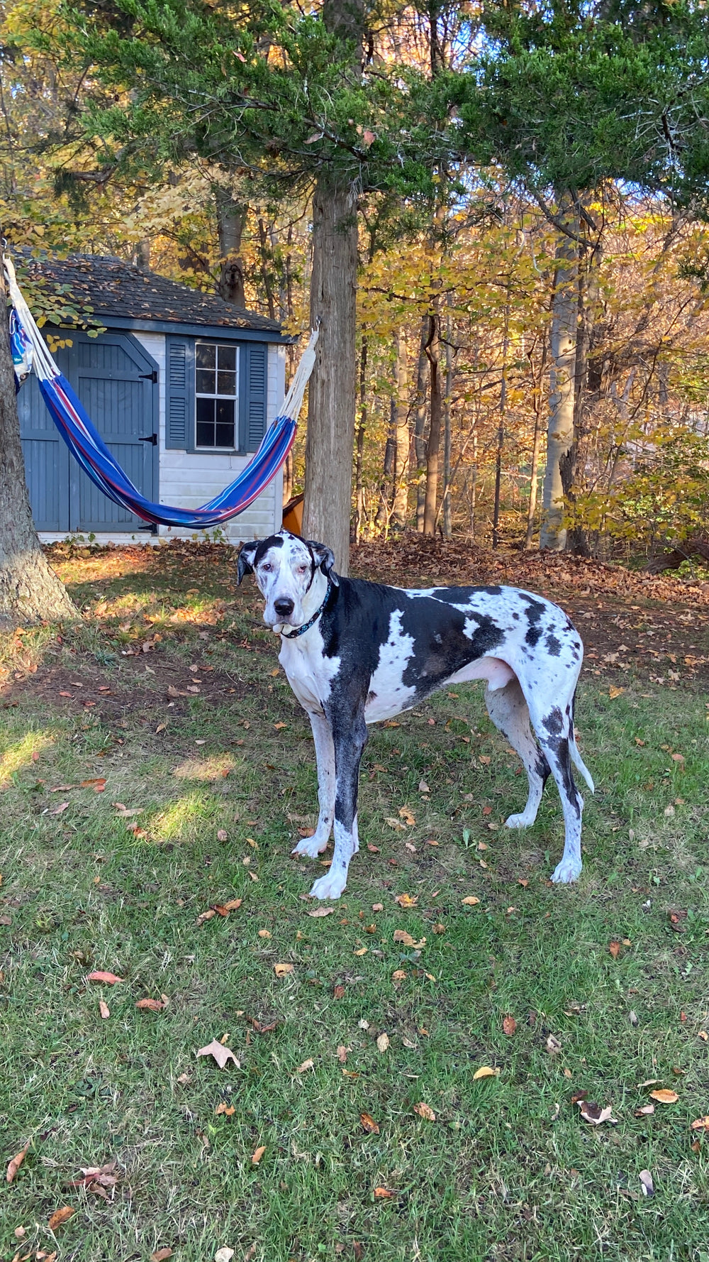Original pet photo