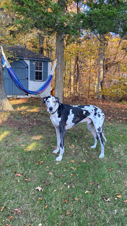 Original pet photo