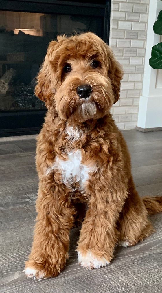 Toby - original photo