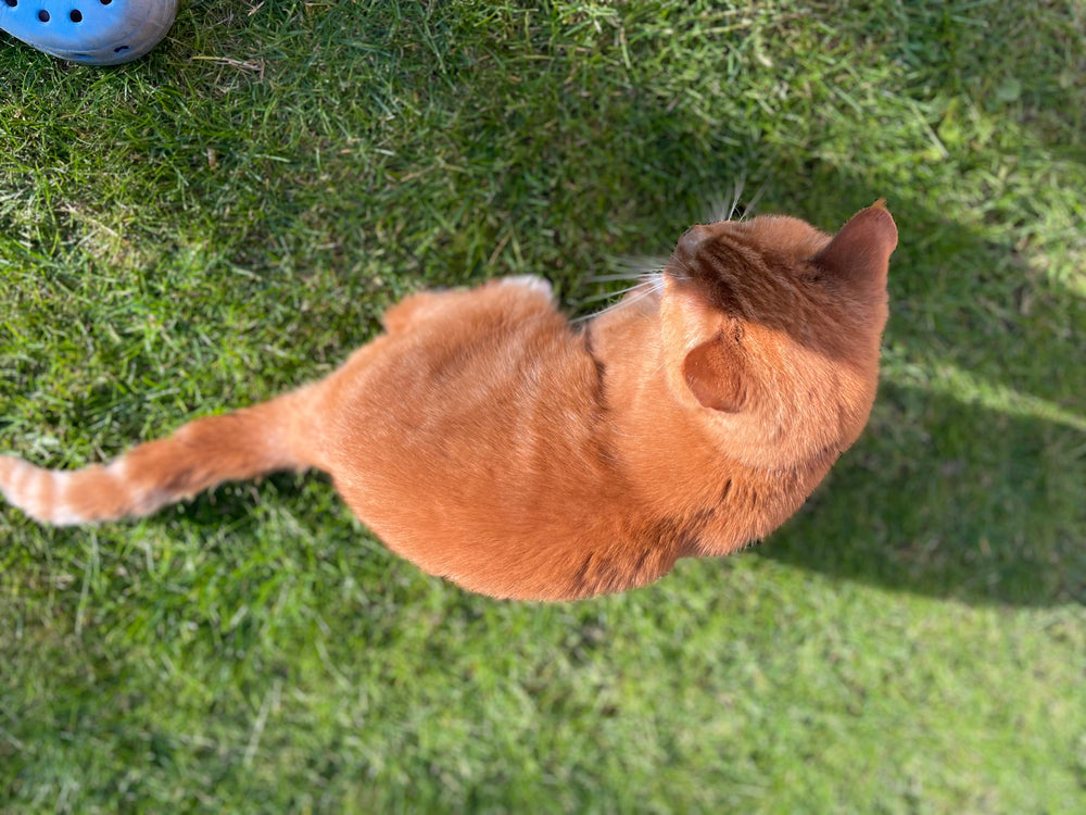 Original pet photo