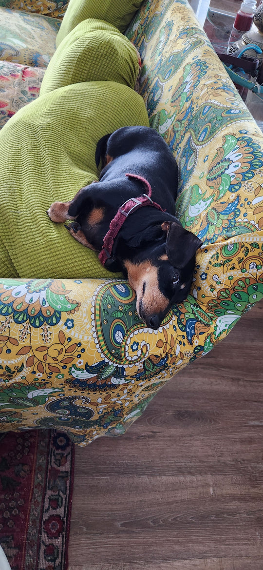 Original pet photo