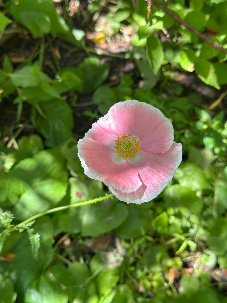 flower in my parents yard - original photo