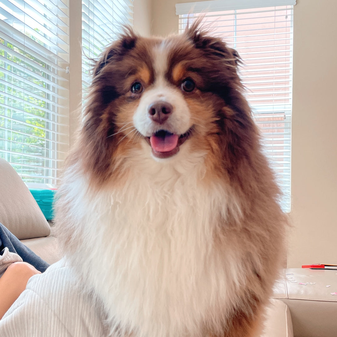 Original pet photo