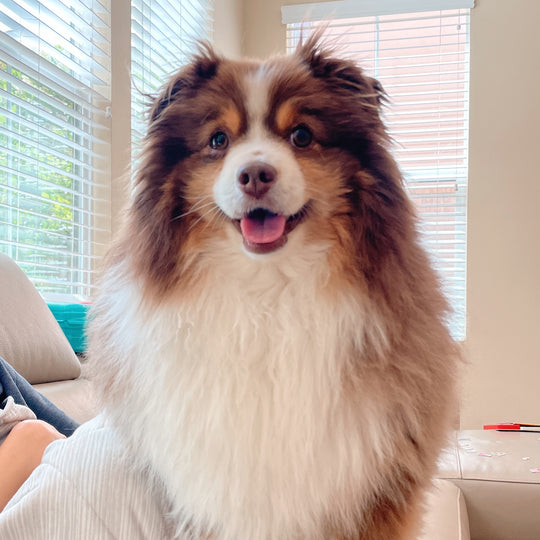Original pet photo