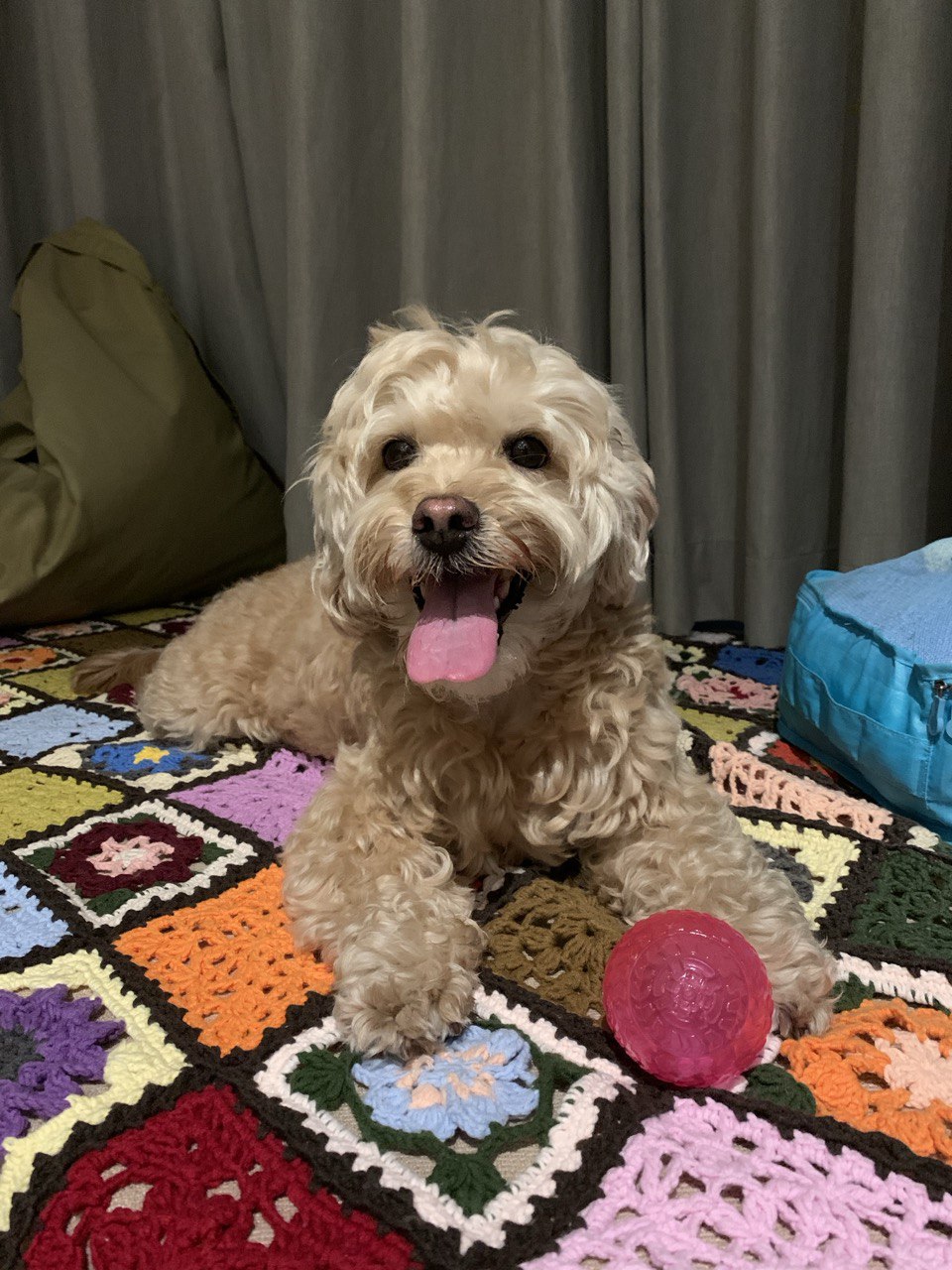 my dog - original photo