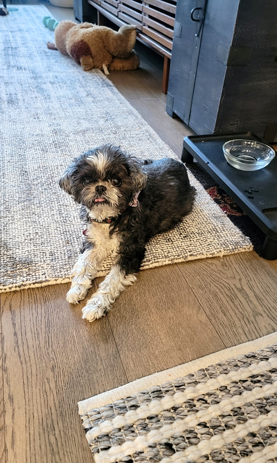 Original pet photo