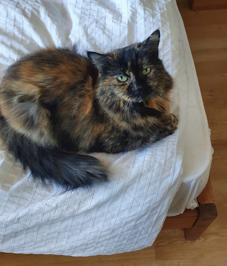 my lovely cat - original photo