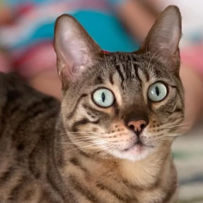 Kitty - original photo