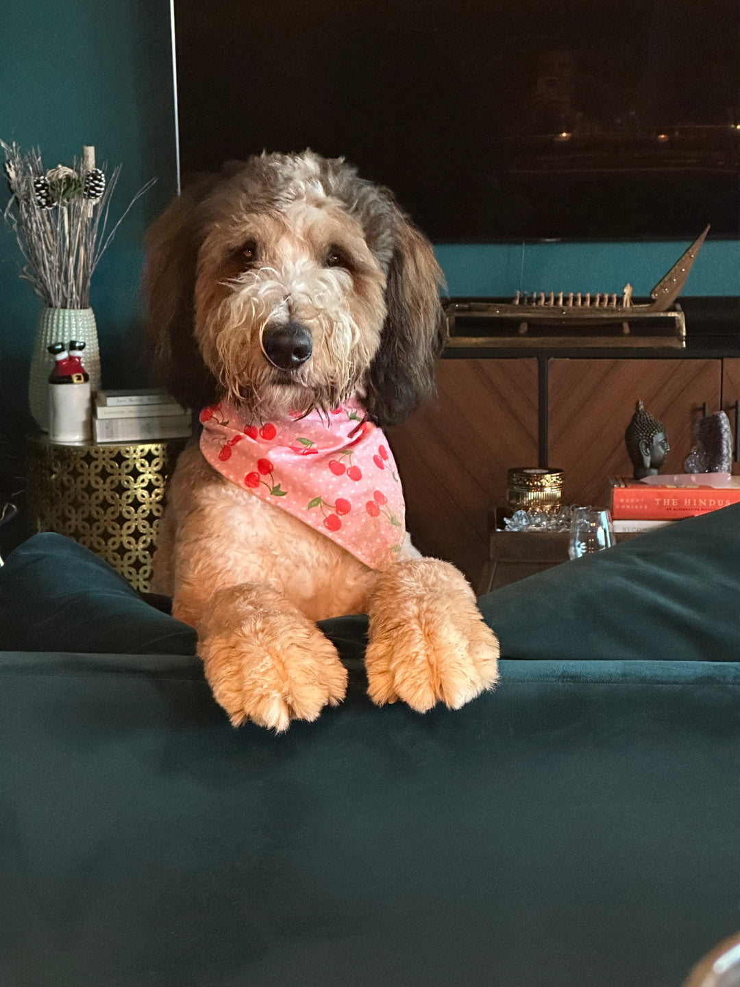 Our dog wearing my father-in-law's favorite shirt - original photo