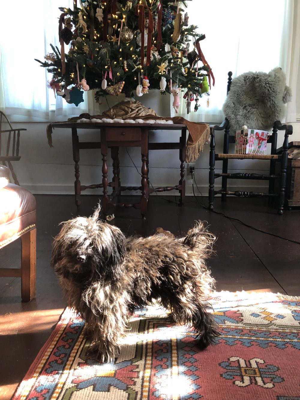My dog Tortellini  - original photo