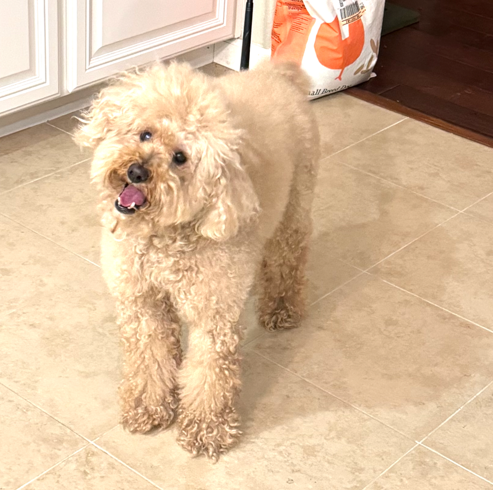 teddy - original photo