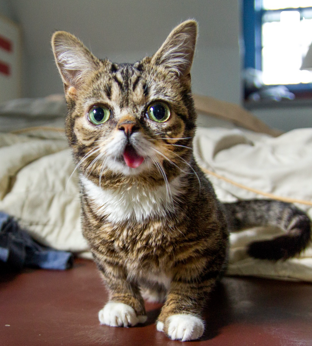 Lil Bub - original photo