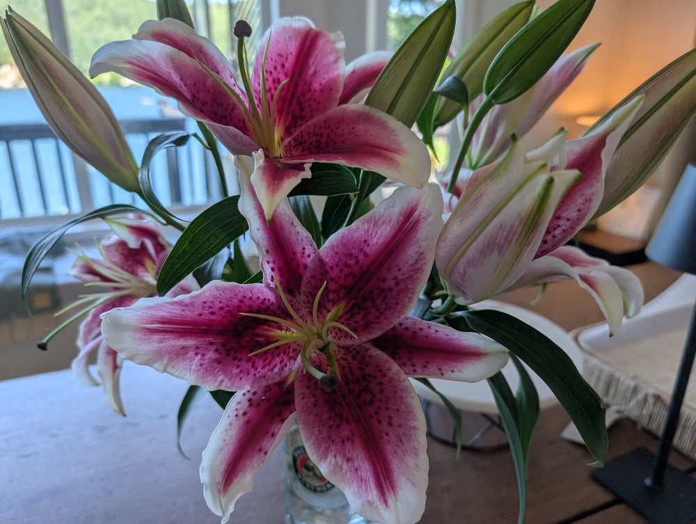 Giant summer lily  beautiful red, white, pink flower  - original photo