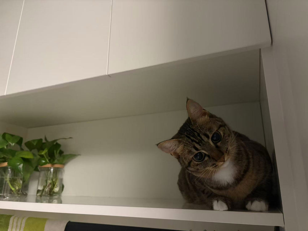 cat - original photo