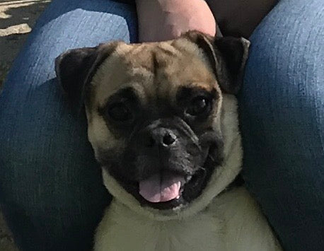 Milo - original photo