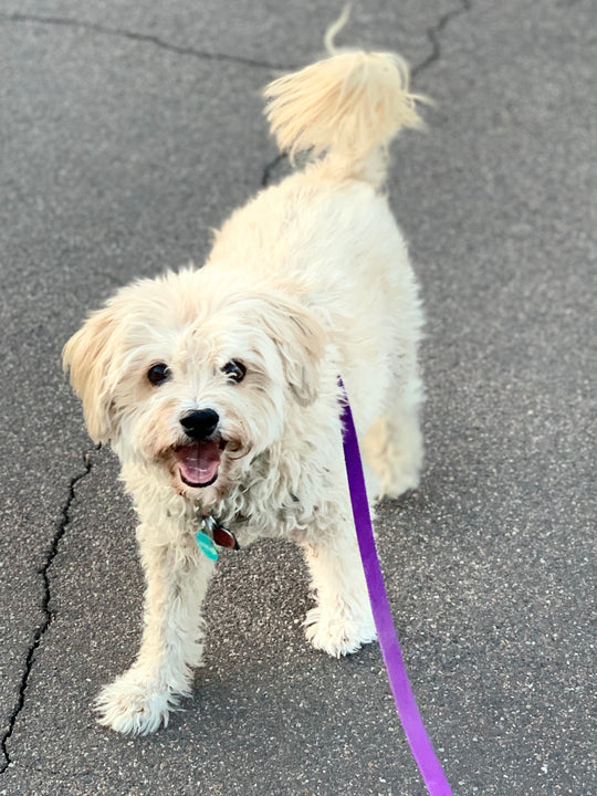 Charlie  - original photo