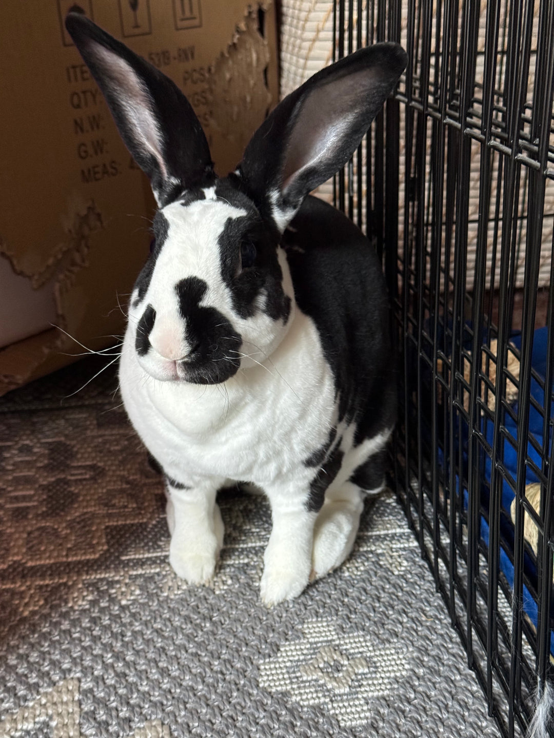 Kori, our pet bunny - original photo