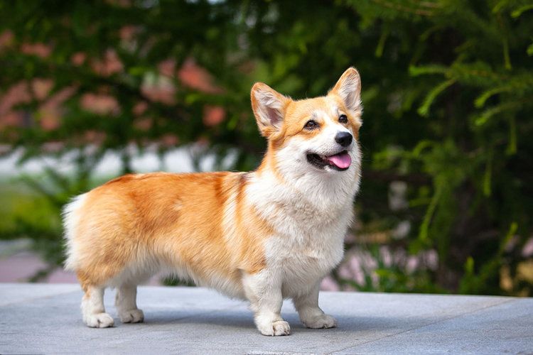 Original pet photo