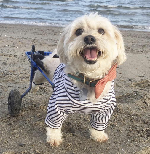 Albert - original photo