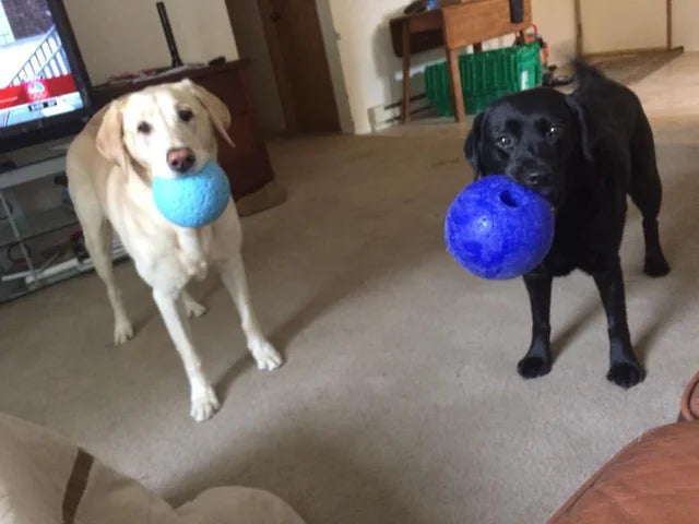Wiley and Luna - original photo
