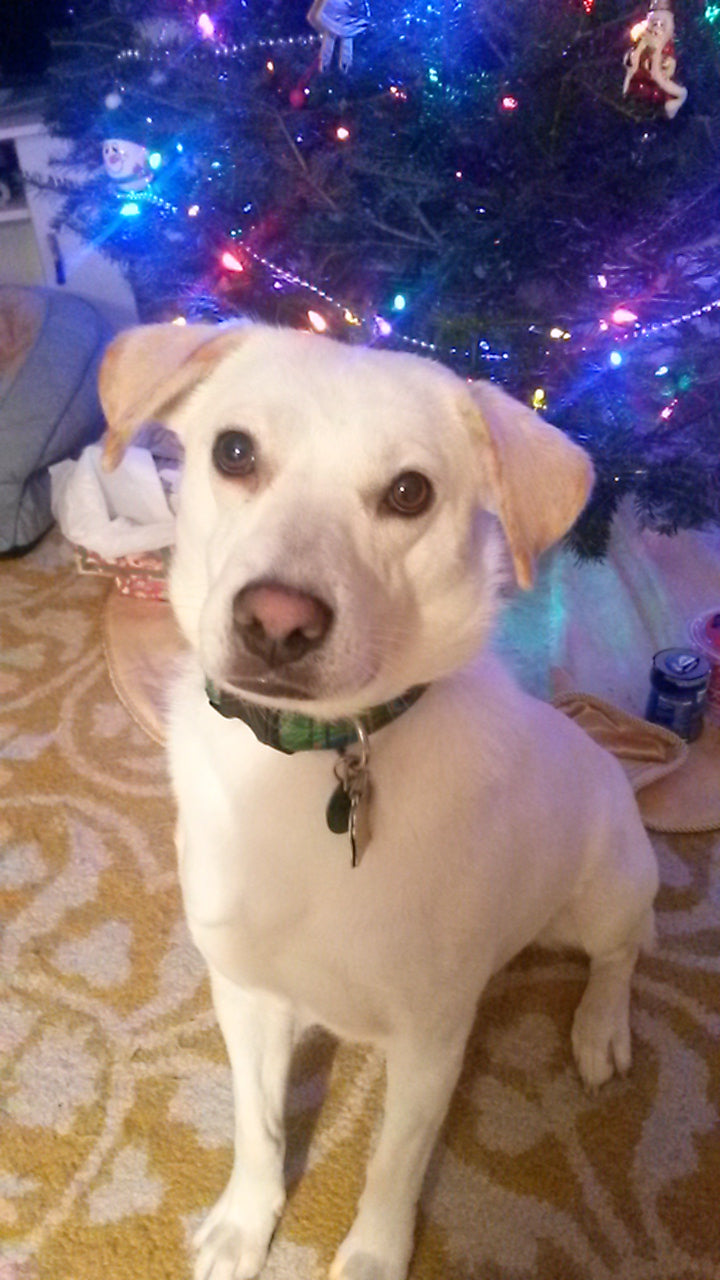 Penny - original photo