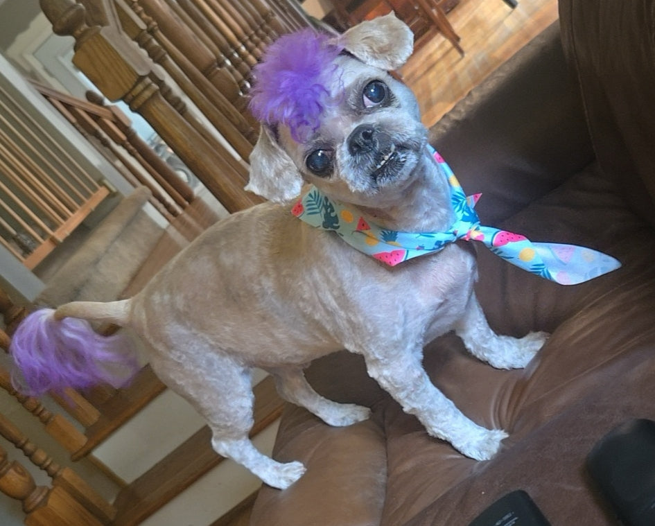 Barney the dog - original photo