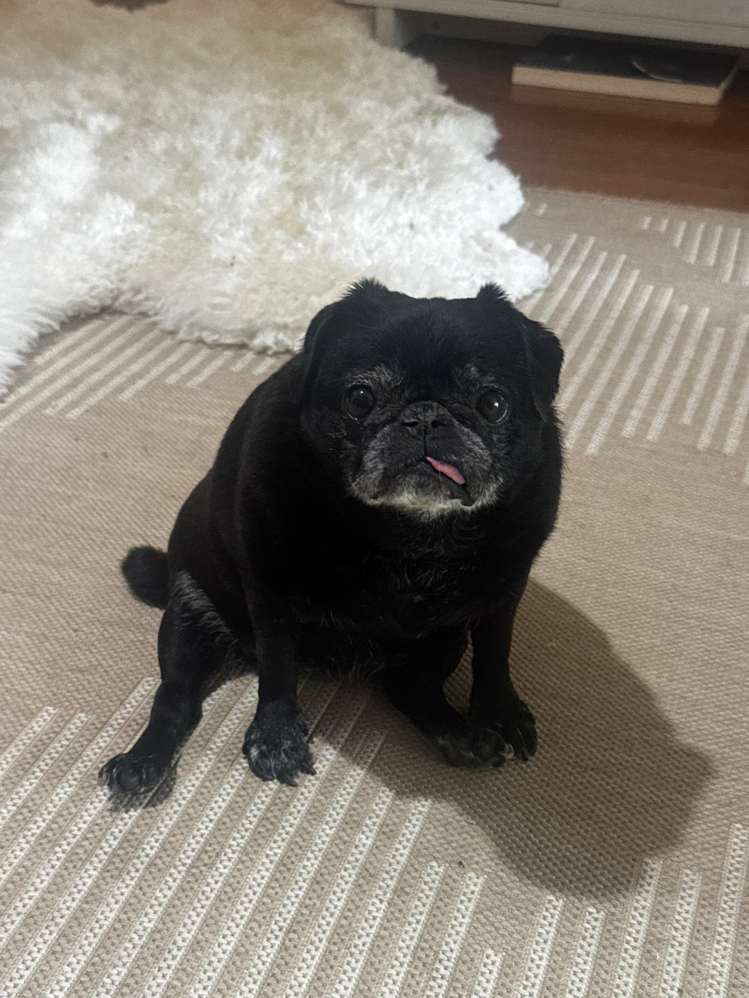 Original pet photo