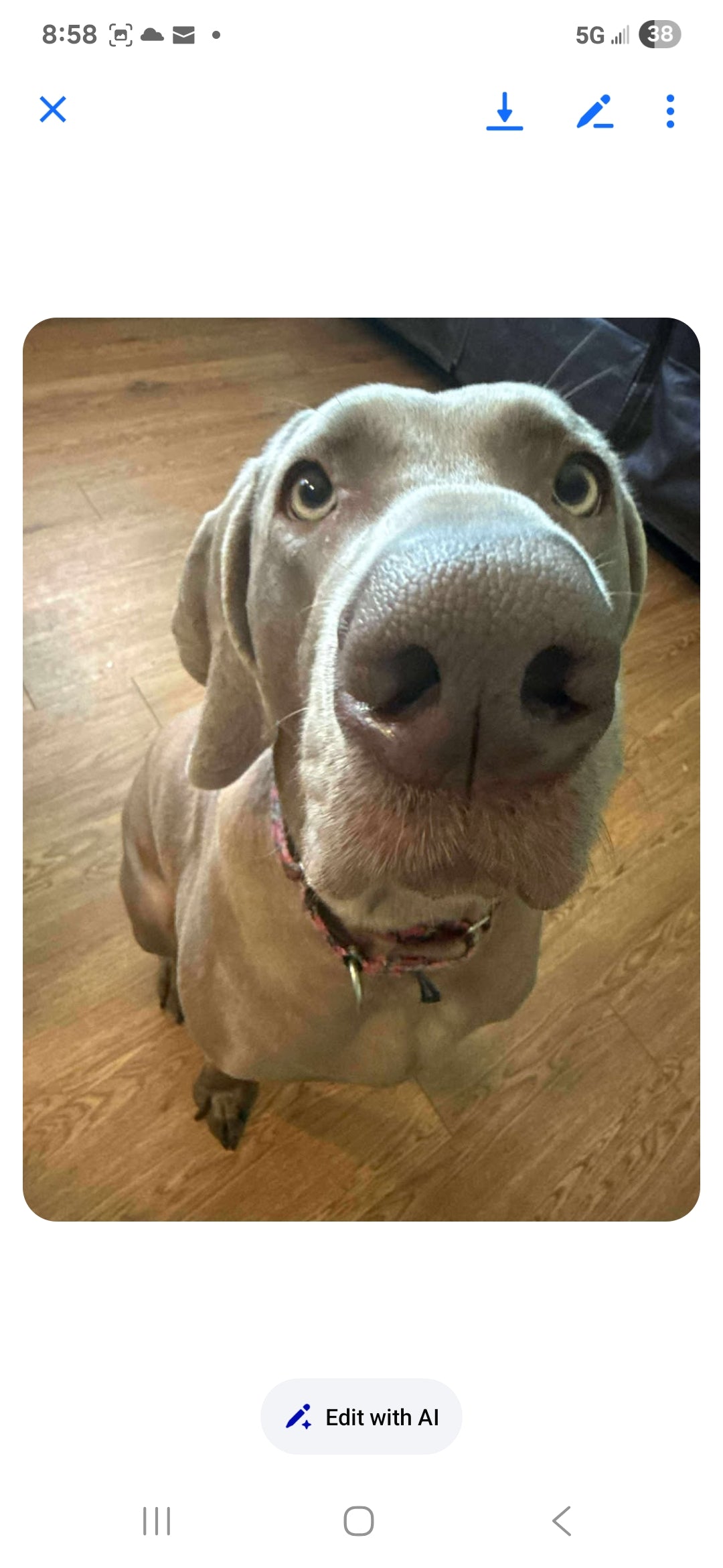 Original pet photo