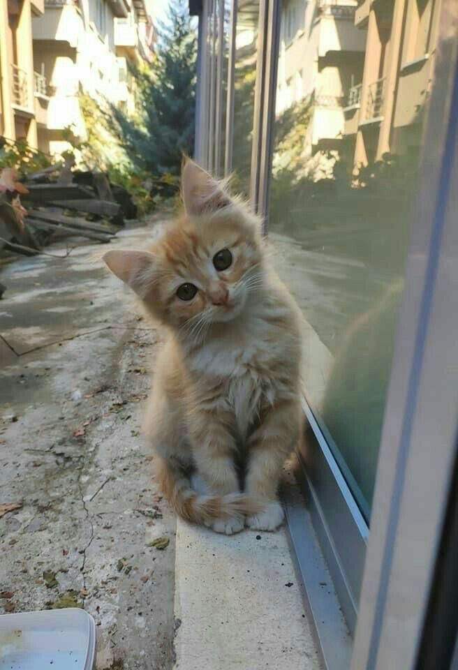 kitten - original photo