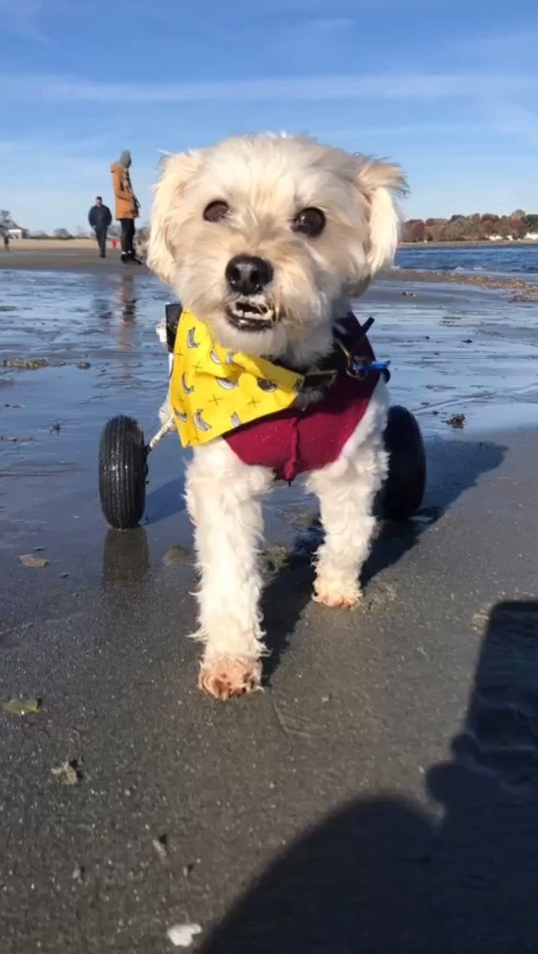 Albert - original photo