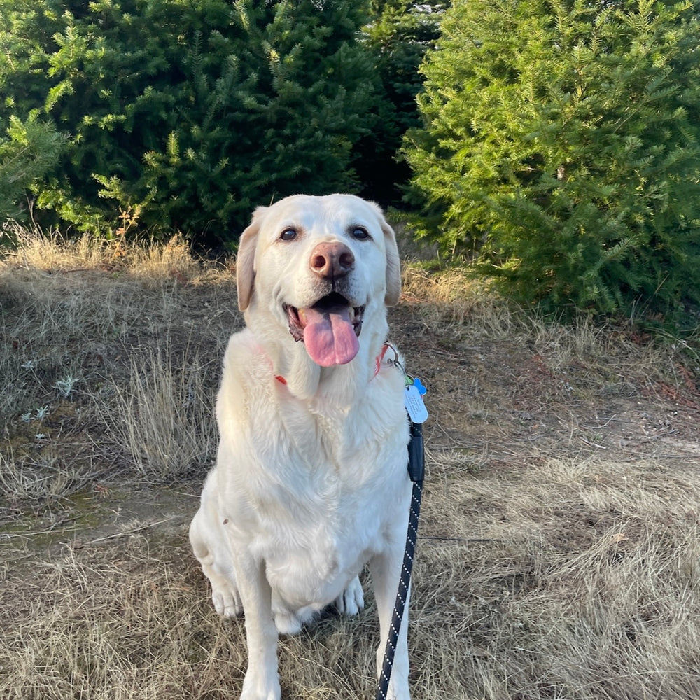 Doggy - original photo