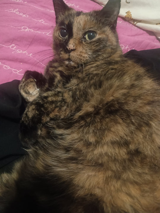 My cat, Vidalia  - original photo