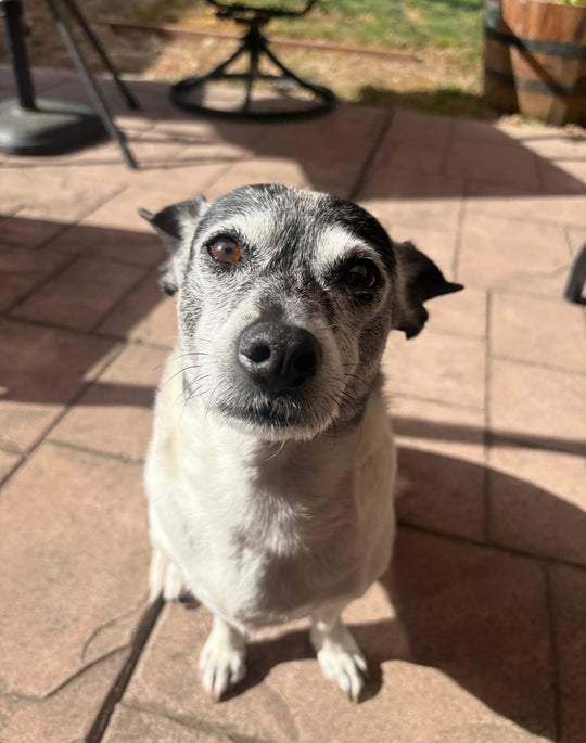 Original pet photo