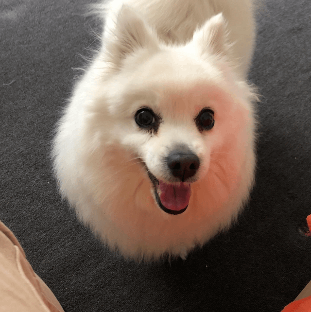 Kira - original photo