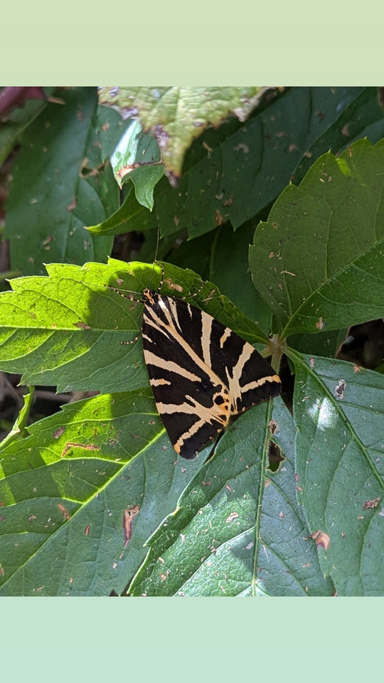 Moth - original photo