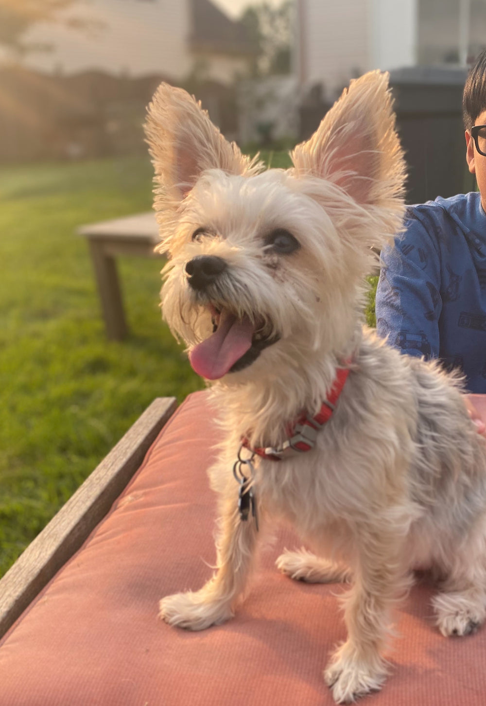 Original pet photo
