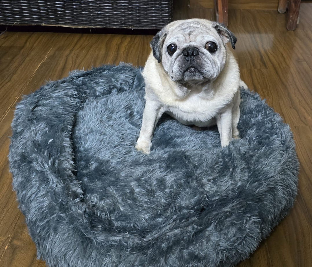 Original pet photo
