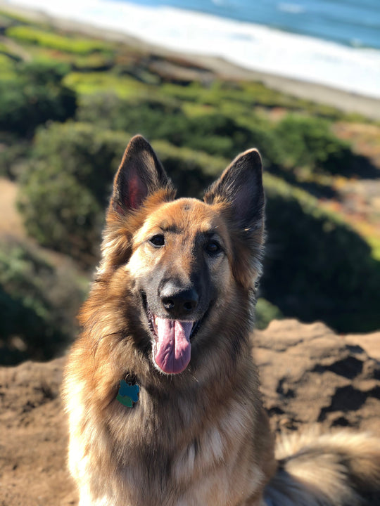 Germy - original photo