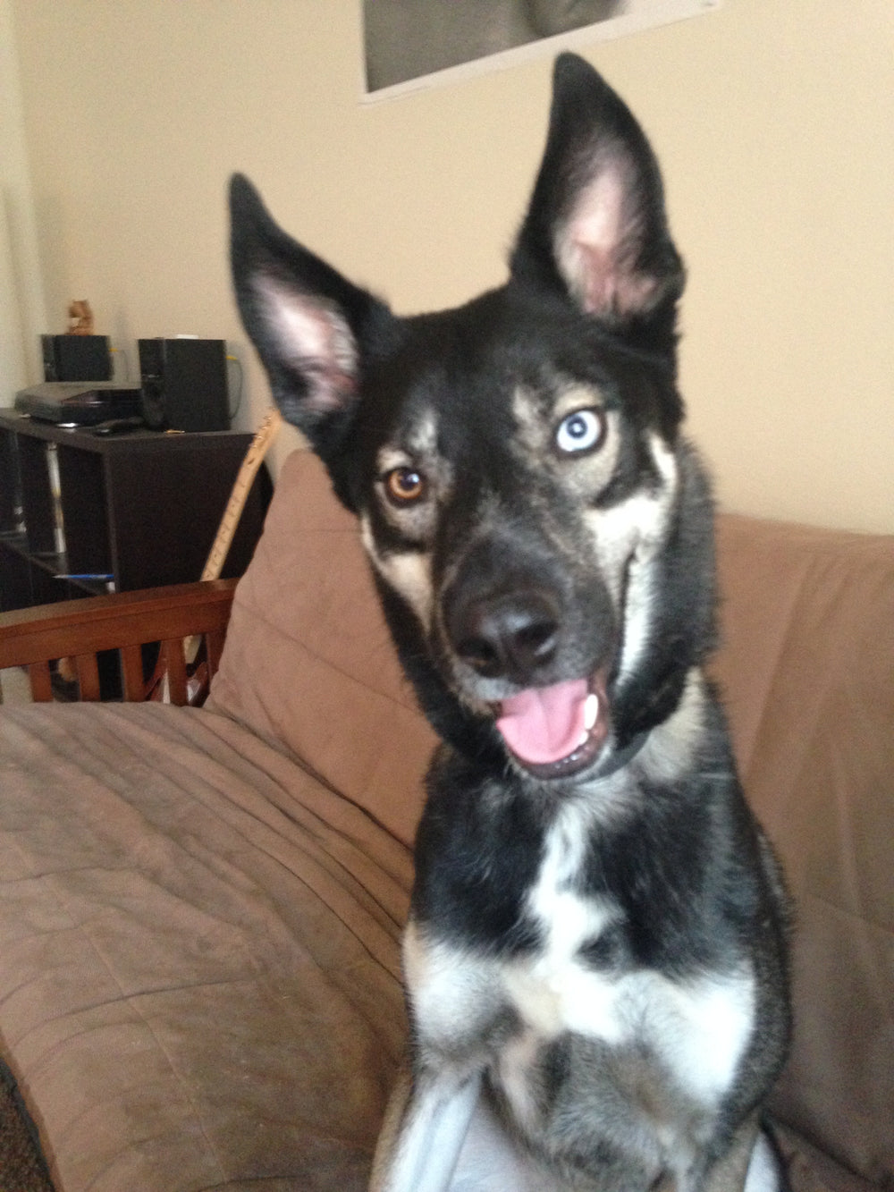 My pup - original photo