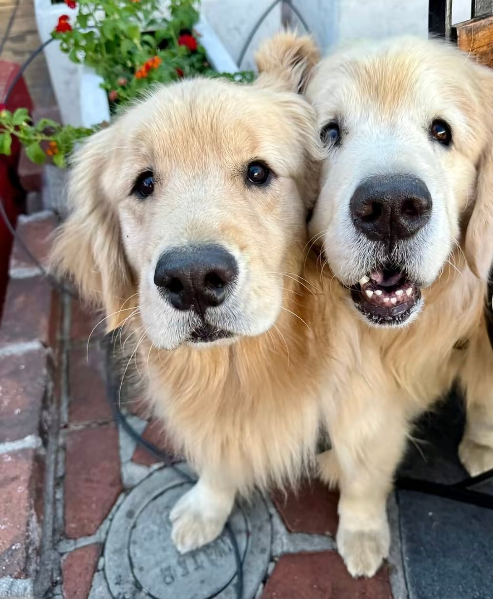 Chase n Chester  - original photo
