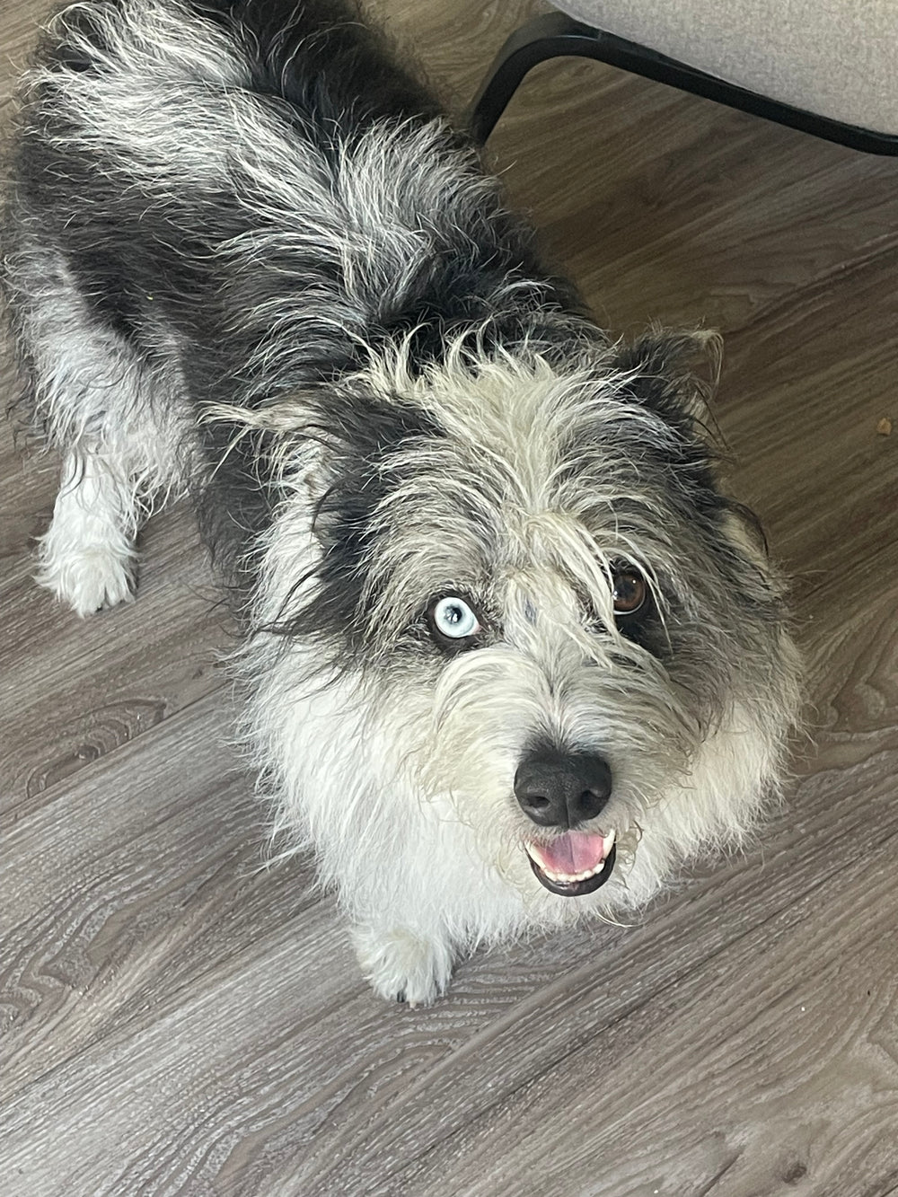Banjo - original photo
