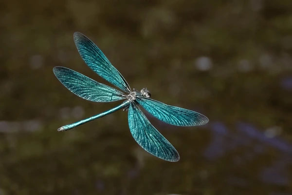 Pretty dragonfly - original photo